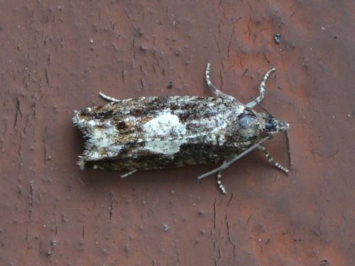 Olethreutinae